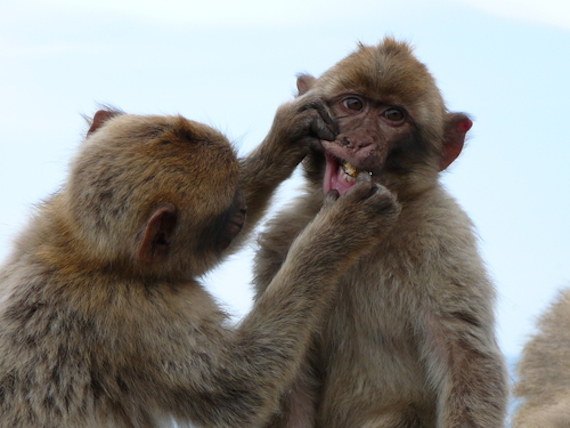 Los macacos realizan esta especie de ritual antes de tener relaciones. Foto: Shutterstock.
