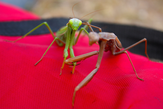 La práctica que realizan las mantis es "canibalismo sexual", pero la hembra también puede alimentarse de la cabeza de su pareja si está hambrienta y no atrae a un macho.