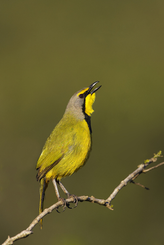 Por más inocentes que parezcan, estas aves son carnívoras y empalarían a lo que se les atraviese para ofrecerlo como presente para una hembra. Foto: Shutterstock.