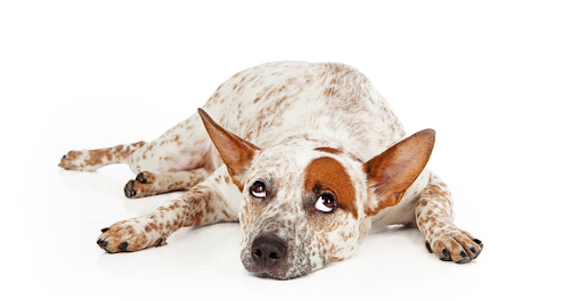 Existen muchos comportamientos de los humanos con sus perros que pueden sacarlos de sus casillas que las personas ignoran. Algunos de estos son hábitos que se fomentaron con los años y que en realidad los canes detestan. Foto: Shutterstock.