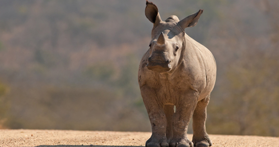 shutterstock_170949503