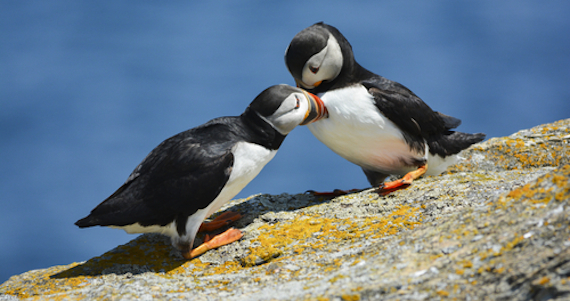 Algunas especies harían lo que fuera por conseguir sexo aunque no sean sus parejas estables. Si tienen que ser degollados para ello, nadie duda que lo harán. Foto: Shutterstock.