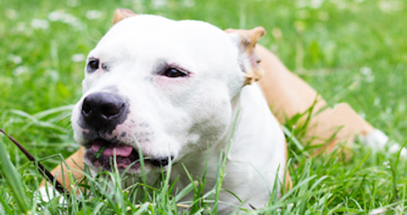 La mayoría de los estudios sobre los animales que se automedican se enfocan en los grandes primates, quienes masticaban plantas, por lo que los investigadores dedujeron que no se trataba de un alimento parte de su dieta. Foto: Shutterstock.