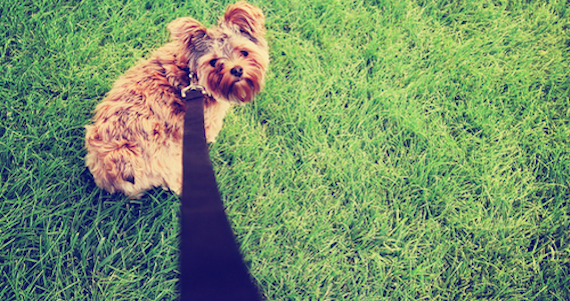 Si el parque, la personalidad del can y el ambiente lo permite, un poco de exploración le haría muy bien al instinto animal del perro. Foto: Shutterstock.