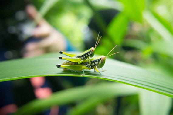 Si el grillo no logra entretener a la hembra con su regalo durante la copulación, sus probabilidades de procrear e en un futuro se verán reducidas. Foto: Shutterstock.