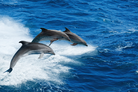 El proceso en los delfines es sencillo. Un grupo de esta especie, dos hombres sin voluntad de procrear y una hembra apartada de la manada. Foto: Shutterstock.