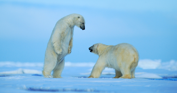 Algunos mamíferos tienen un hueso en su órgano reproductor y que si desaparece o deja de tener su función, podría afectar a la población de osos polares eventualmente. Foto: Shutterstock.
