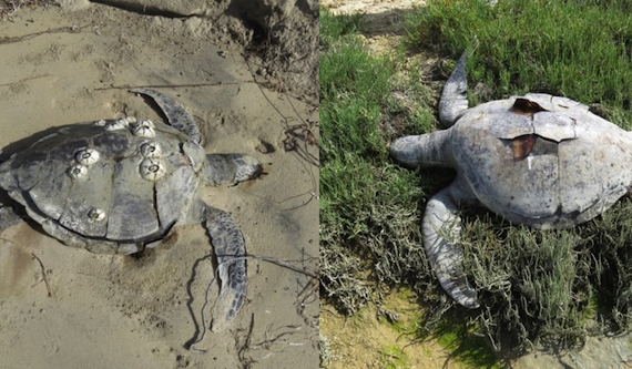 Tortugas muertas fueron expulsadas del mar y animales carroñeros las atacaron. Foto: Profepa