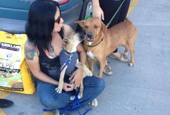 Dalia con Boby y Caty durante el encuentro con más personas el día del Super Bowl. Caty también es una perra rescatada que era violada por un indigente en la calle. Foto: Cortesía- Dalia Gámez.