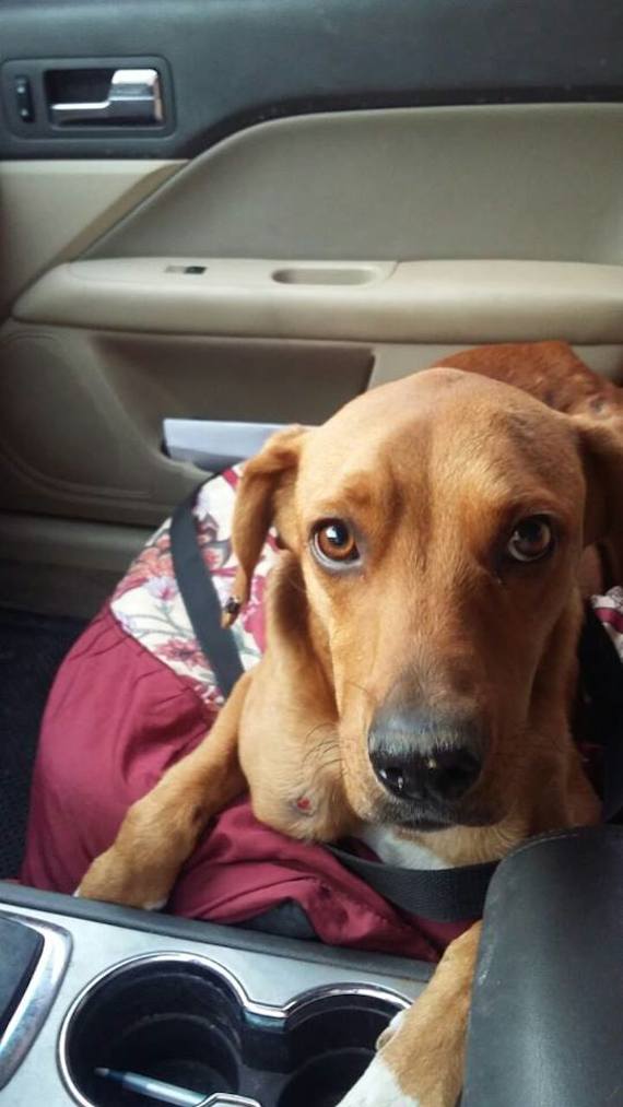 Boby mejora con las sesiones de quimioterapia que recibe cada semana y cuando esté completamente recuperado, será puesto en adopción.