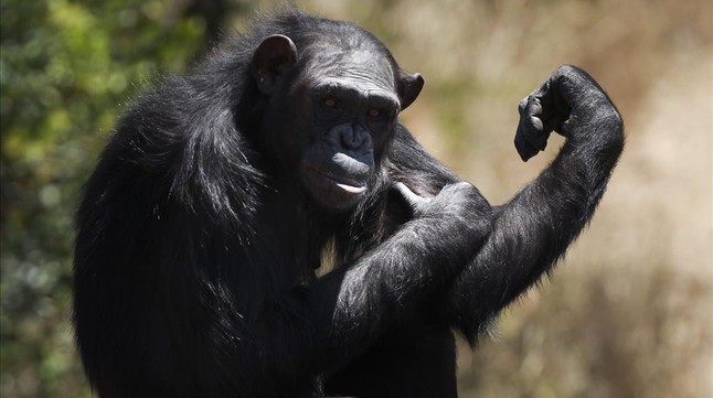 Un par de genes que los chimpances poseen hacen la diferencia en nuestros hábitos alimenticios. Foto: EFE
