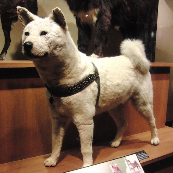 La figura de Hachiko en exhibición en el Museo Nacional de Ciencia y Naturaleza de Ueno. Foto: Especial.