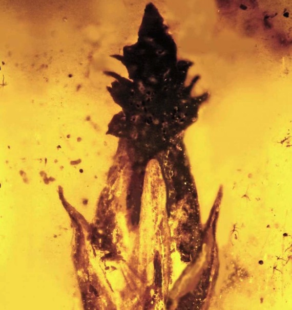 Esta espiguilla del Cretácico medio, preservada en ámbar, es el primer fósil que se ha encontrado de la evolución de la hierba, y está cubierto en su punta por el cornezuelo del parásito.