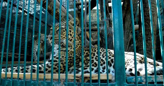 983854_447458432070219_4235930176441648735_n