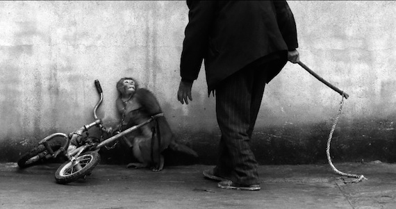 Primer lugar de fotografía sencilla en la categoría de Naturaleza del 2015. Fotografía: Yongzhi Chu/World Press Photo.
