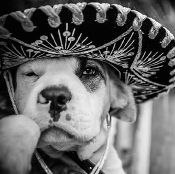 Pirata no era deseado y no lo querían en México, por lo que se lo llegaron a California y ahora es una estrella de las redes sociales.