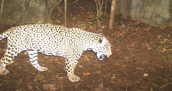A través del Programa de Conservación de Especies en Riesgo se realiza el proyecto de vigilancia y monitoreo del jaguar. Foto: Conanp.