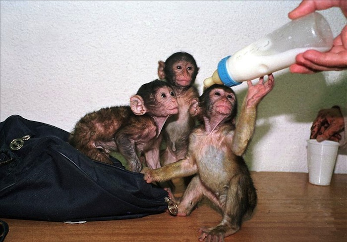 A los monos en Marruecos los matan por diversión, según defensores animales. Foto: EFE
