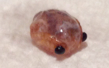 La mujer llamada Zoe Butler encontró una pequeña cabeza de color naranja con dos ojos negros mirándola fijamente al abrir la lata de atún. Fotografía: The Telegraph.