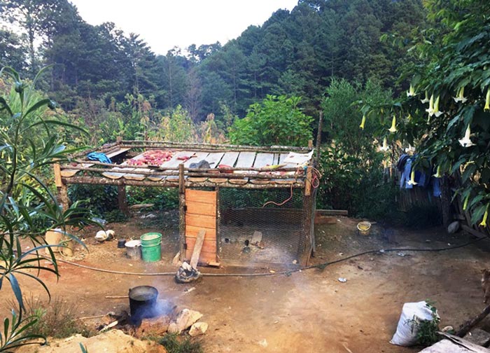 La economía familiar depende del cultivo y la crianza de aniamales para el autoconsumo, los apoyos de gobierno y el cultivo de adormidera. Foto: Humberto Padgett.