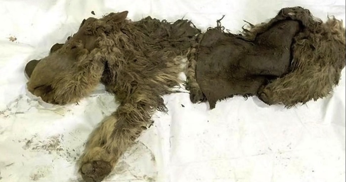 Restos de bebé rinoceronte. Foto: Academy of Sciences Republic of Sakha