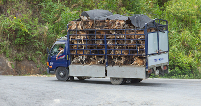 En la provincia de China no existen granjas de perros, por lo que la mayoría de los canes que son usados en el festival provienen de otras provincias y son trasladados. Foto: Shutterstock/Archivo.