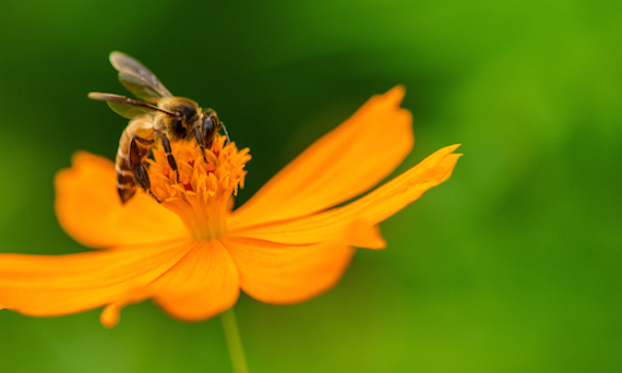 En Estados Unidos los grupos ambientalistas procederán legalmente sobre este aspecto, pero los países que también permitan el uso de neonicotinoide deberían tomar medidas al respecto para proveer ambientes saludables a las poblaciones de abejas. Foto: Shutterstock.