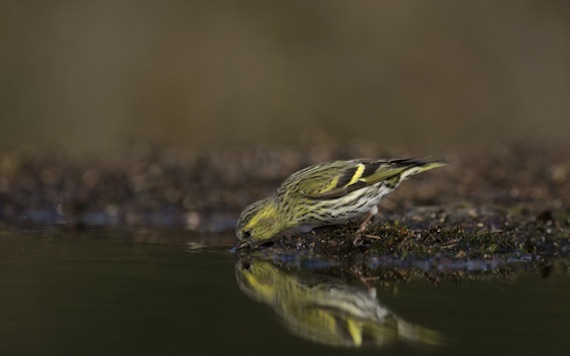 El canto de los pinzones se alteraron cuando bebieron alcohol. Foto: Shutterstock
