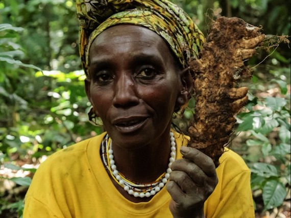 Muchos vegetales que actualmente acostumbramos en nuestra dieta son rechazados por los chimpances y otros monos. Foto: ANDREW J. CUNNINGHAM, Science