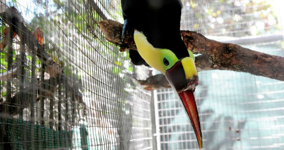 El objetivo de la prótesis es devolverle al ave la capacidad de alimentarse por sí misma. Fotografía: John Durán / La Nación