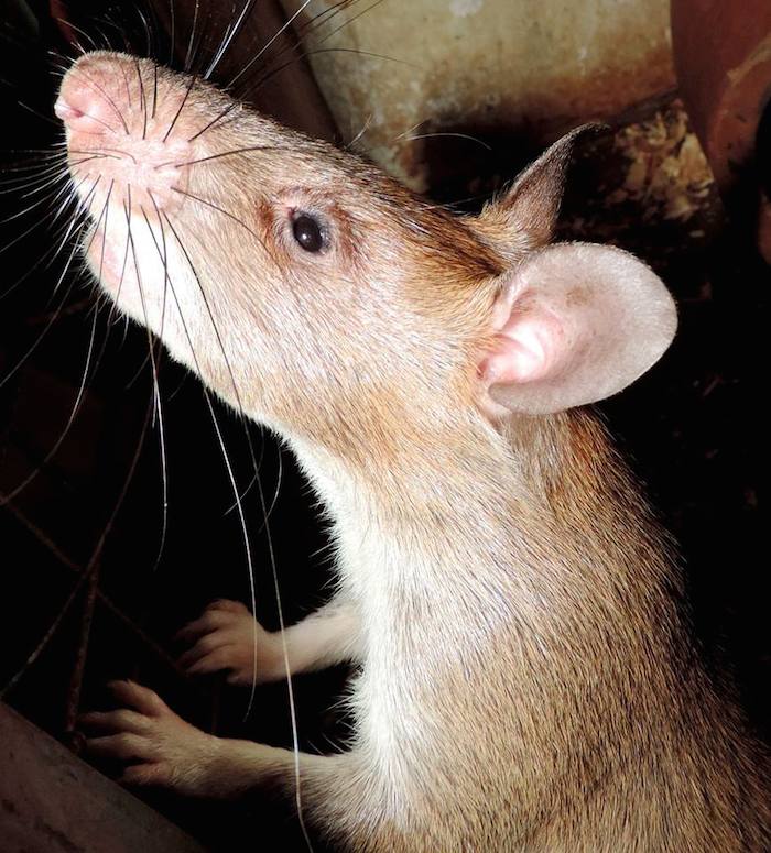 Las ratas tienen tamaño de pequeños gatos y son entrenados para detectar artefactos como minas a la distancia, pero esta vez detectarán casos de tuberculosis. Foto: Apopo.