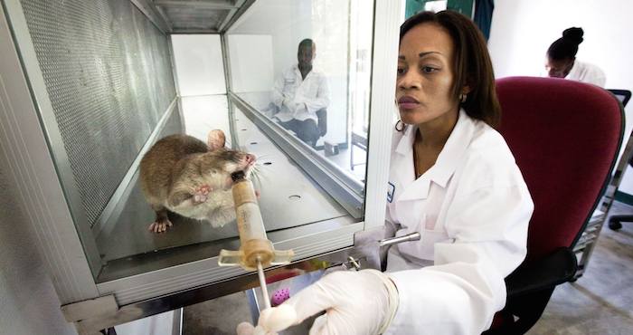 Una rata gigante africana recibe un premio. Foto: Apopo.
