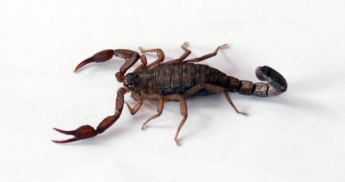 Los péptidos de alacranes podrían constituir una nueva generación de antibióticos. Foto: Especial/UNAM.