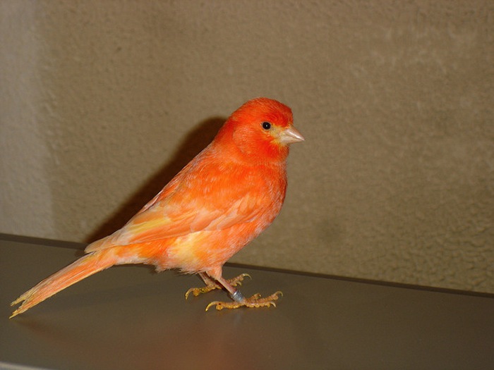 Red Canary proporciona una solución "todo en uno" contra amenazas sibernéticas para clientes empresariales. foto: Flickr, losmininos