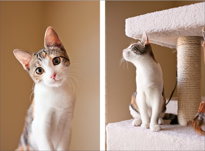 "La gente que piensa que las mascotas son eso y ya, probablemente se rien de nosotros, pero no me importa, nosotros sabemos quien es nuestra gente y que nuestros valores no son solo nuestros, si no de muchos mas", dice la fotógrafa Natalia Jiménez- Foto: The Photolab Pet Photography.