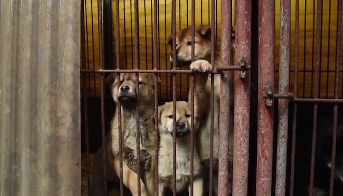 En 2014, casi 3 mil 300 perros llegaron al mercado de carne de China, pero fueron rescatados cuando estaban dentro de 21 camiones de transporte en las afueras de Beijing. Foto: HSI.