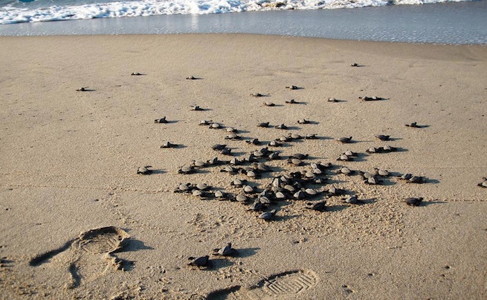 Al explorar nuevas rutas, se debe caminar sólo por los senderos establecidos. Foto: Semarnat.