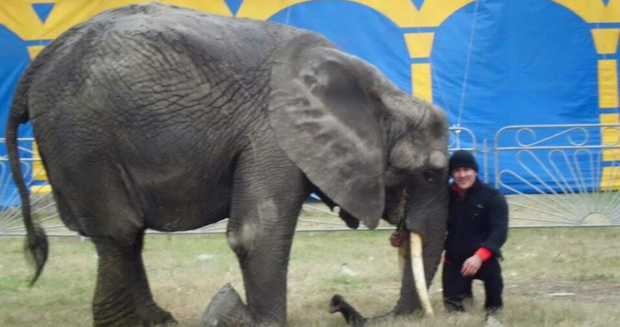 La elefanta africana “Mary” murió el 26 de marzo debido a que un circo mexicano no pudo tenerla por la ley en el D.F. y decidió venderla a un particular, mismo que la encargó al Zoológico de Morelia, Michoacán, y en donde la paquidermo solamente vivió cinco meses pues enfermó de neumonía, presuntamente al no haberse adaptado a su nuevo entorno. Foto: Cuartoscuro/Archivo.