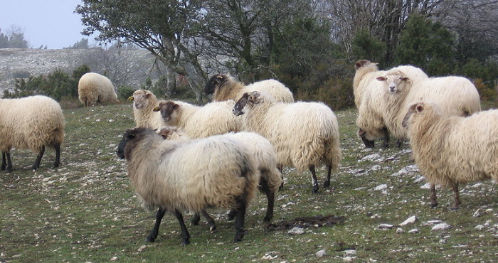 Escuela de ovejeros de México del queso al jabón de leche de cabra 700 x 370