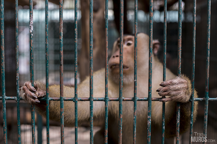 Foto: Tras Los Muros/Cortesía