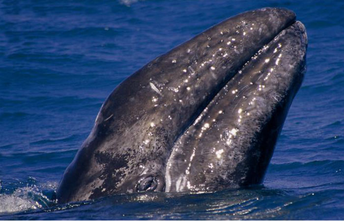 Fotografía cedida por la Secretaría de Medio Ambiente y Recursos Naturales (Semarnat) del avistamiento de un ballenato en la Laguna Ojo de Liebre, en el estado de Baja California. Foto: EFE/Archivo