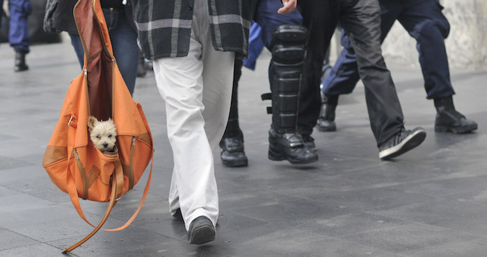 Viajando dentro de una mochila, un cachorro es paseado por una persona que camina. Foto: Cuartoscuro/Archivo.