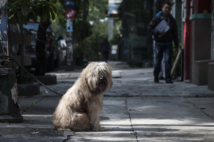 En 2011, el Manuel Baldenebros inició una propuesta de otorgar bonos a quien llevara perros callejeros a los antirrábicos para "erradicar" la sobre población de animales en la calle. Foto: Cuartoscuro/Archivo.
