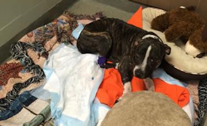"Cabela" se mantiene hospitalizada. Foto: Tampa Police Department