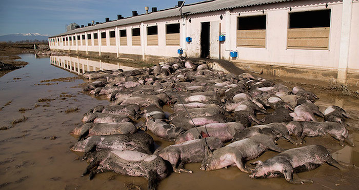 cadaveres-cerdos-granja-remolinos-inundaciones-ebro