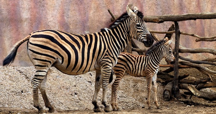 La votación se llevará a cabo desde este jueves y hasta el próximo 19 de marzo a través del portal web de la dependencia www.sedema.df.gob.mx. Foto: Notimex