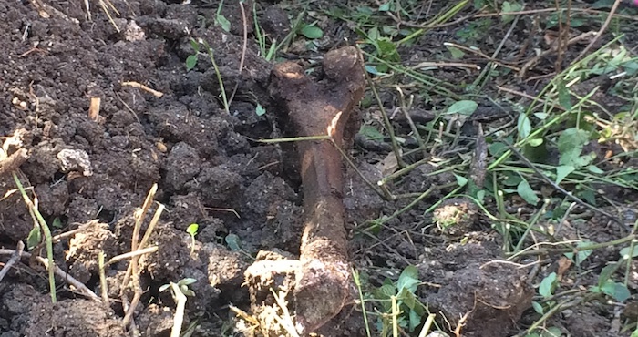 Brigadas buscan osamentas Foto: Cuartoscuro