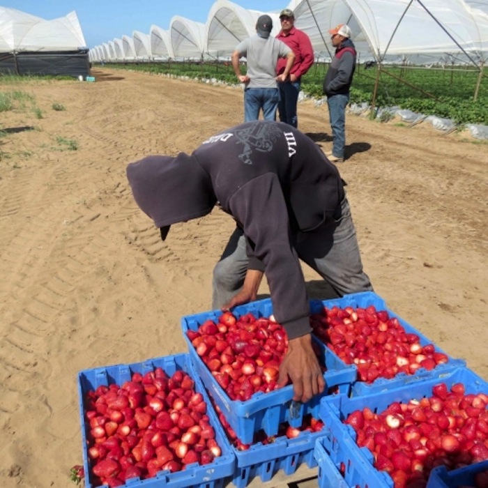 Jornaleros cultivan fresa Foto: Zeta
