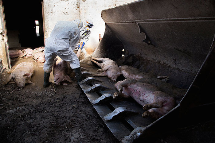 Más de 19 mil hectáreas se vieron afectadas por las inundaciones que provocó el cauce del río Ebro, lo cual dejó a más de 2 mil agricultores damnificados. Foto: Tras Los Muros.