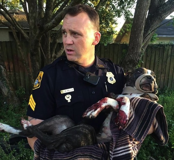 Policía de Tampa encuentra a perra atada a las vías del tren. Foto: Tampa Police Department